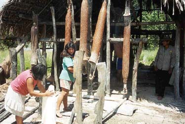 Indians removing the yuka from the sebucan as part of the casabe process