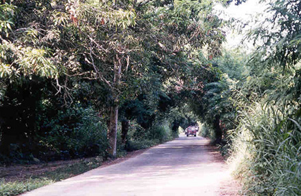 The road leading back from the beach