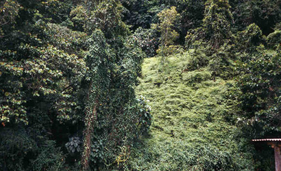 The lush vegetation of Guatopo National Park