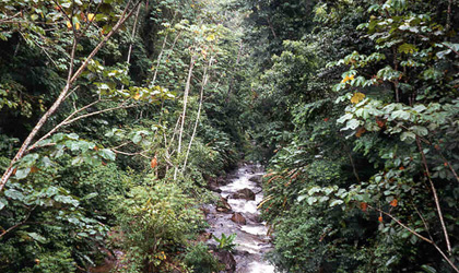 A stream running through the rainforest in Guatopo National Park