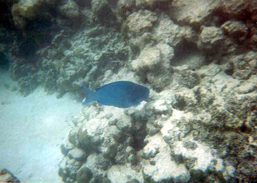 One of the colorful parrot fish in Los Roques