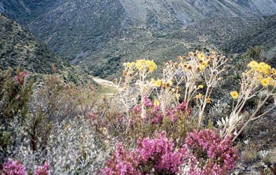 The wildflowers are abundant in this part of the Andes