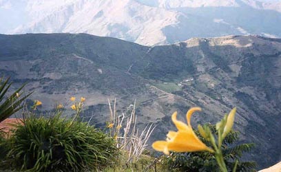 Flowers and mountains in Los Nevados
